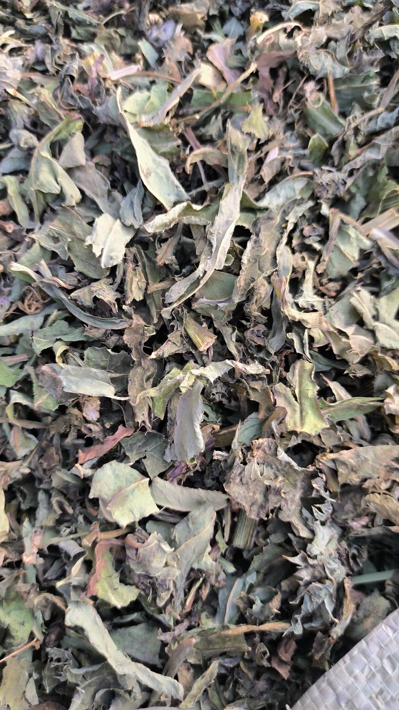 败酱草北败酱草中药材批发败酱草质量保证量大从优