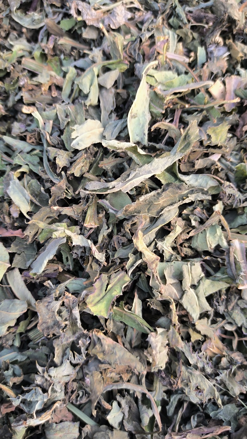 败酱草北败酱草中药材批发败酱草质量保证量大从优