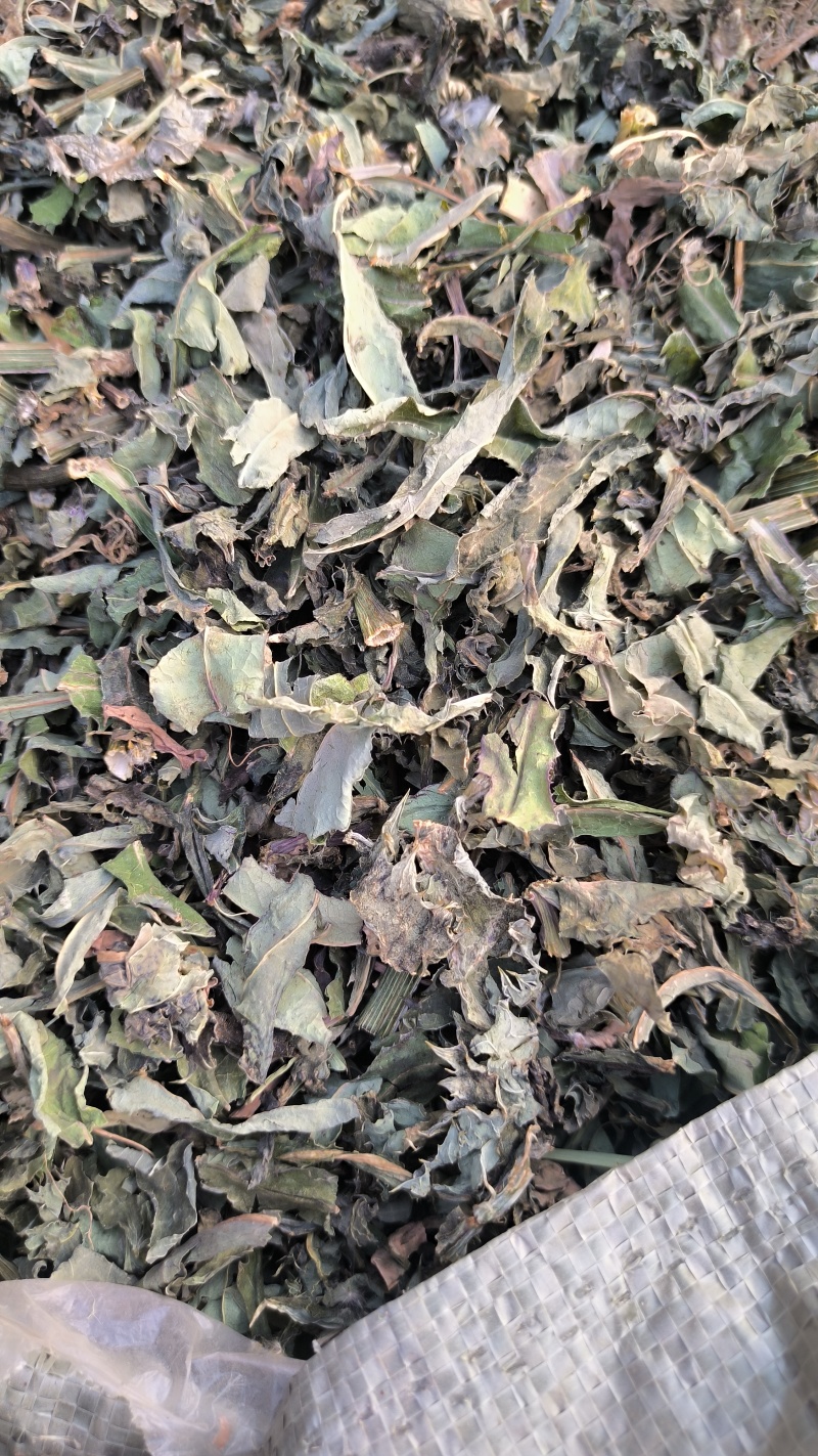 败酱草北败酱草中药材批发败酱草质量保证量大从优