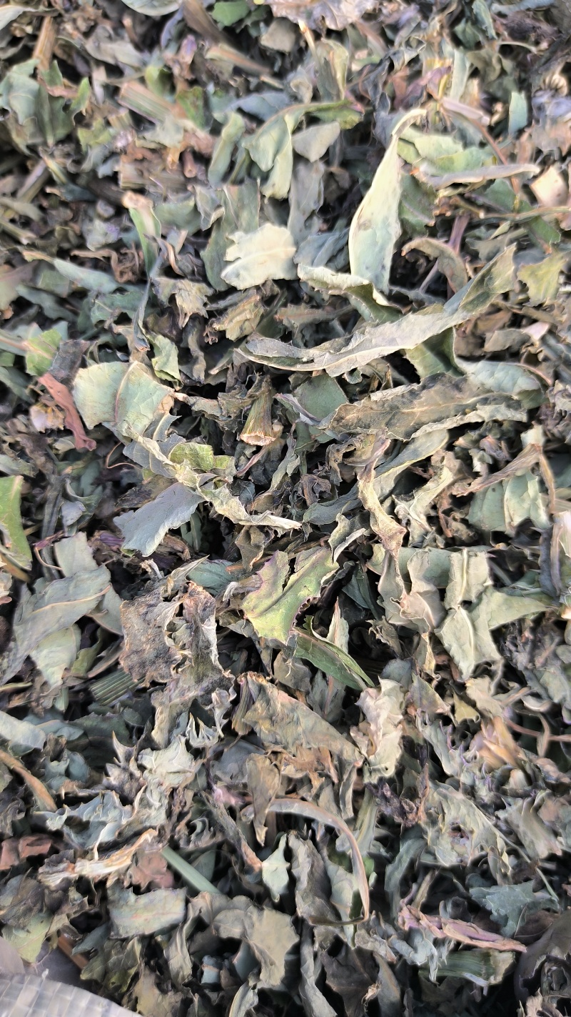败酱草北败酱草中药材批发败酱草质量保证量大从优