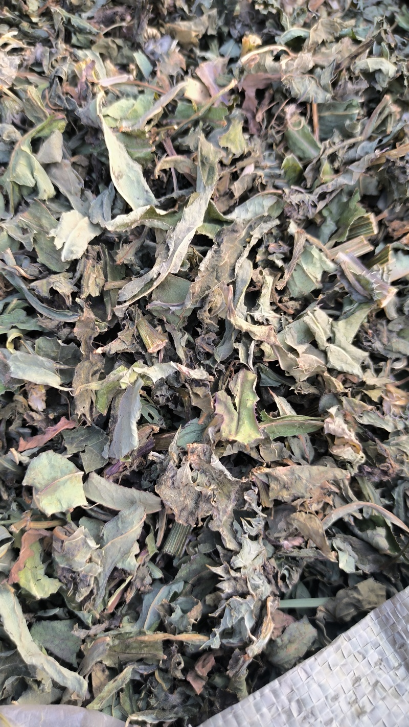 败酱草北败酱草中药材批发败酱草质量保证量大从优
