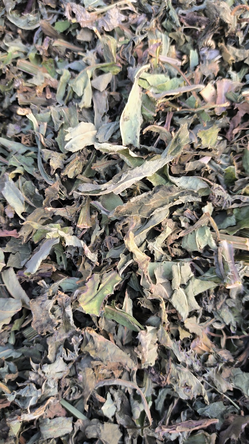 败酱草北败酱草中药材批发败酱草质量保证量大从优