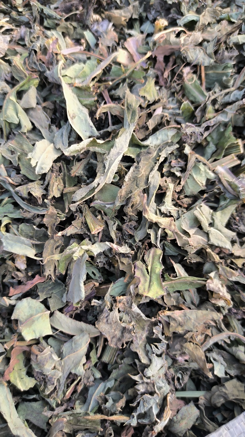 败酱草北败酱草中药材批发败酱草质量保证量大从优