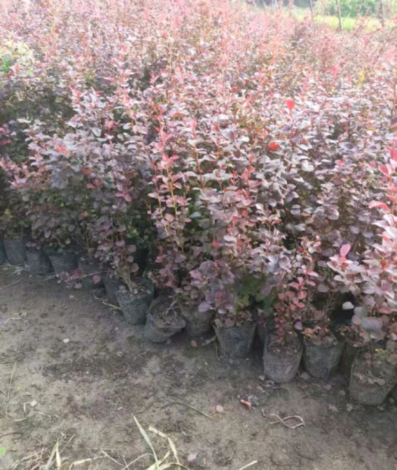 红叶小檗红叶小波苗红叶小檗球型营养钵杯苗大量供应