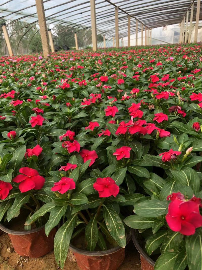 双色盆长春花