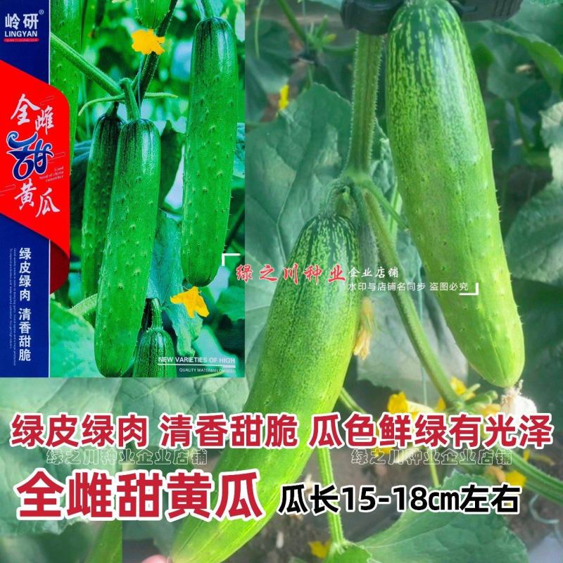 新品种全雌甜黄瓜种子甜脆清香水果黄瓜种籽绿皮绿肉黄瓜种子