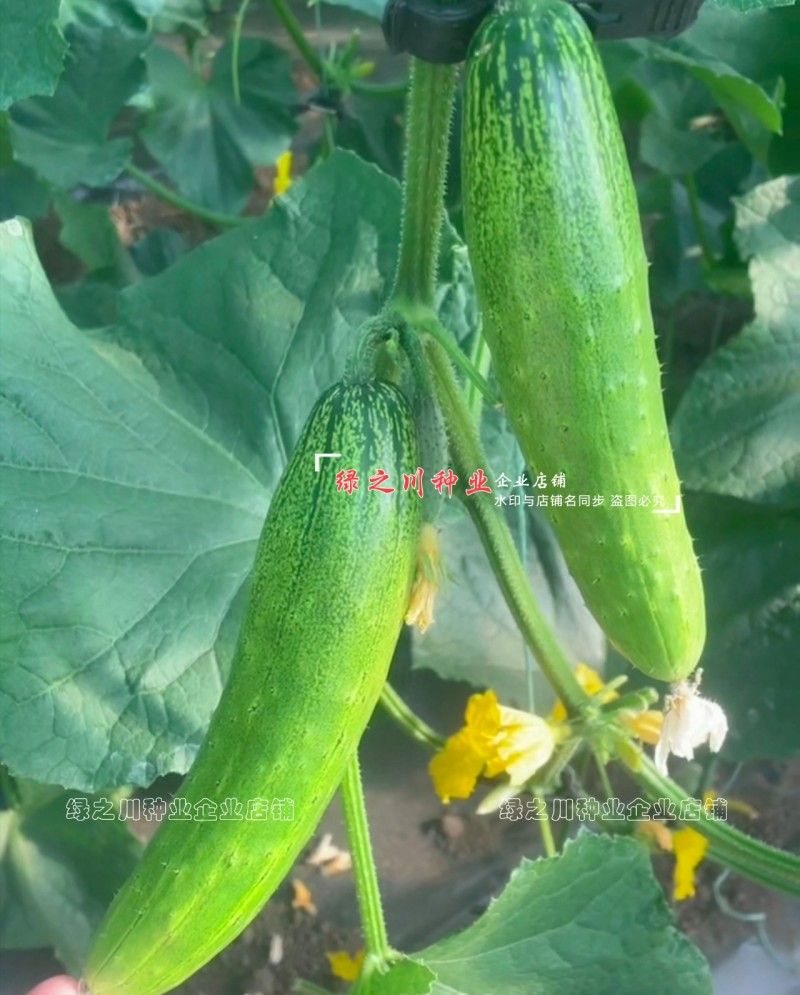 新品种全雌甜黄瓜种子甜脆清香水果黄瓜种籽绿皮绿肉黄瓜种子