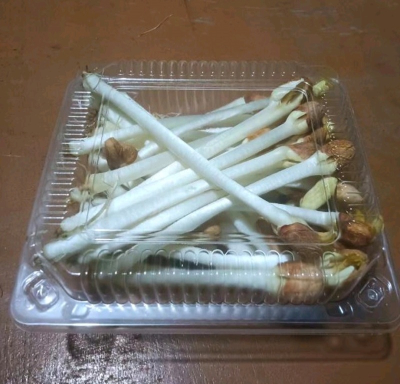 水培精品花生芽芽苗菜货源充足价格实惠需要的联系