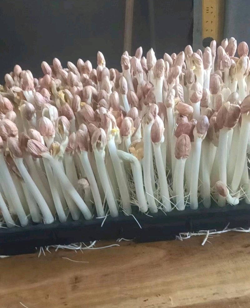水培精品花生芽芽苗菜货源充足价格实惠需要的联系