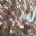 水培精品花生芽芽苗菜货源充足价格实惠需要的联系