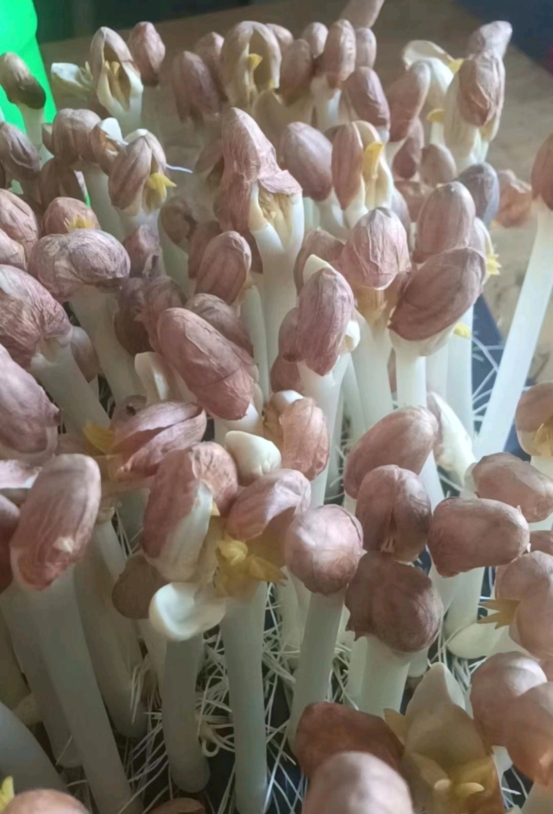 水培精品花生芽芽苗菜货源充足价格实惠需要的联系