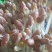 水培精品花生芽芽苗菜货源充足价格实惠需要的联系