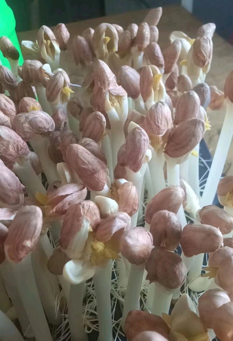 水培精品花生芽芽苗菜货源充足价格实惠需要的联系