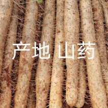 广西山药白玉白鬼精品货源种植户一手货源