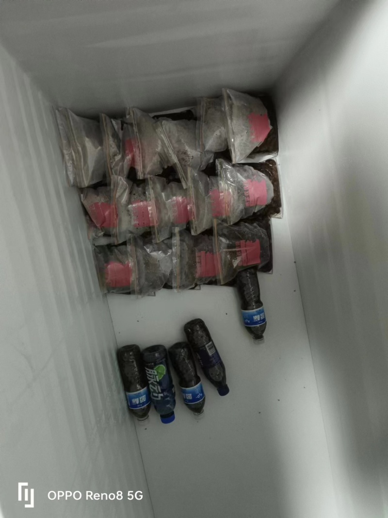 知了猴，蝉蛹，大量有货