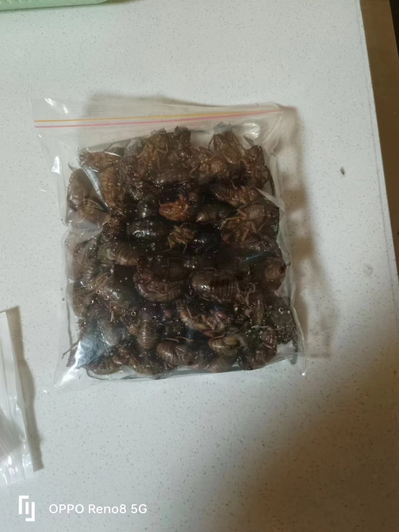 知了猴，蝉蛹，大量有货