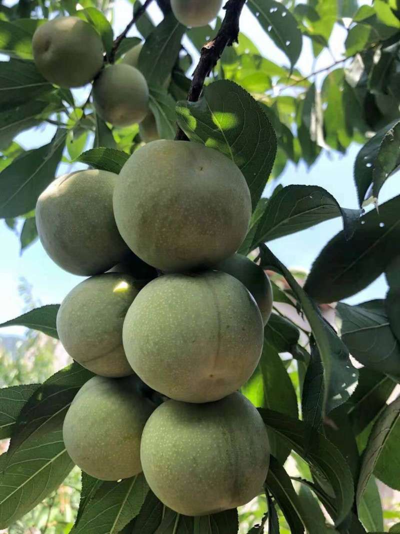 青脆李全脱骨1万斤左右