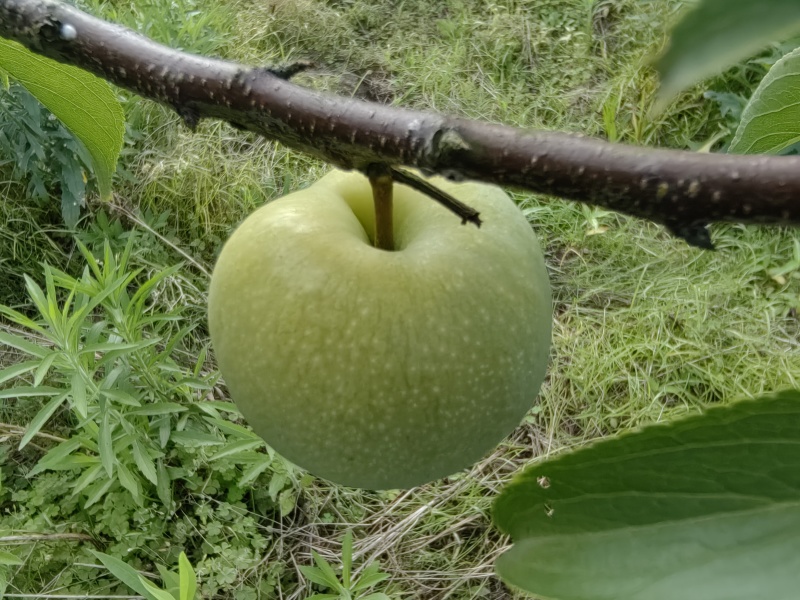 青脆李全脱骨1万斤左右