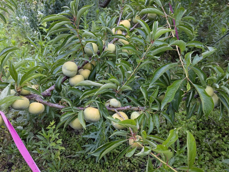 青脆李全脱骨1万斤左右