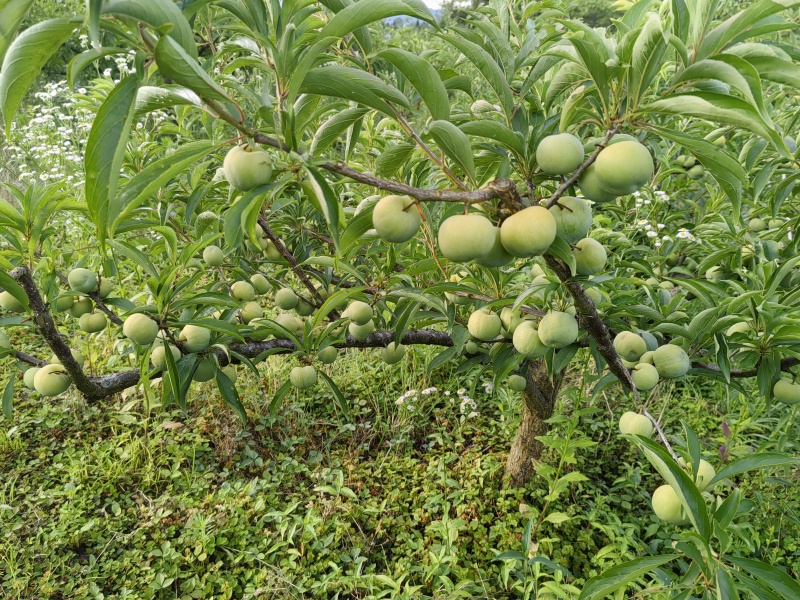 青脆李全脱骨1万斤左右