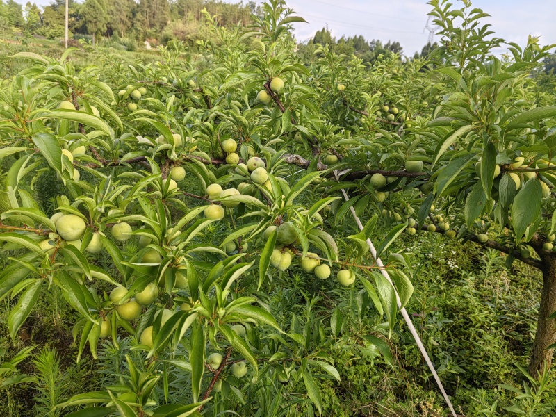 青脆李全脱骨1万斤左右