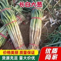 [热卖]安阳滑县大葱，诚信经营一手货源，质量保证量大从优