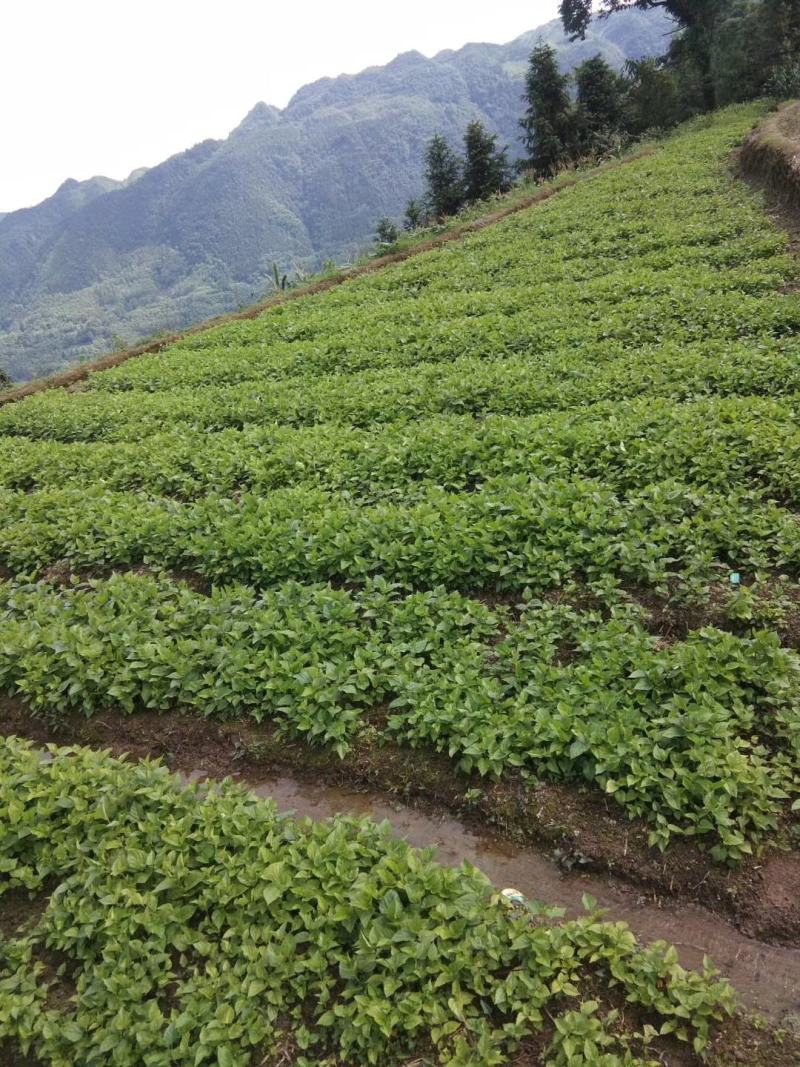 良种桑苗，铁扇子、蚕叶，神仙叶，冬桑叶、炙桑叶、霜桑叶