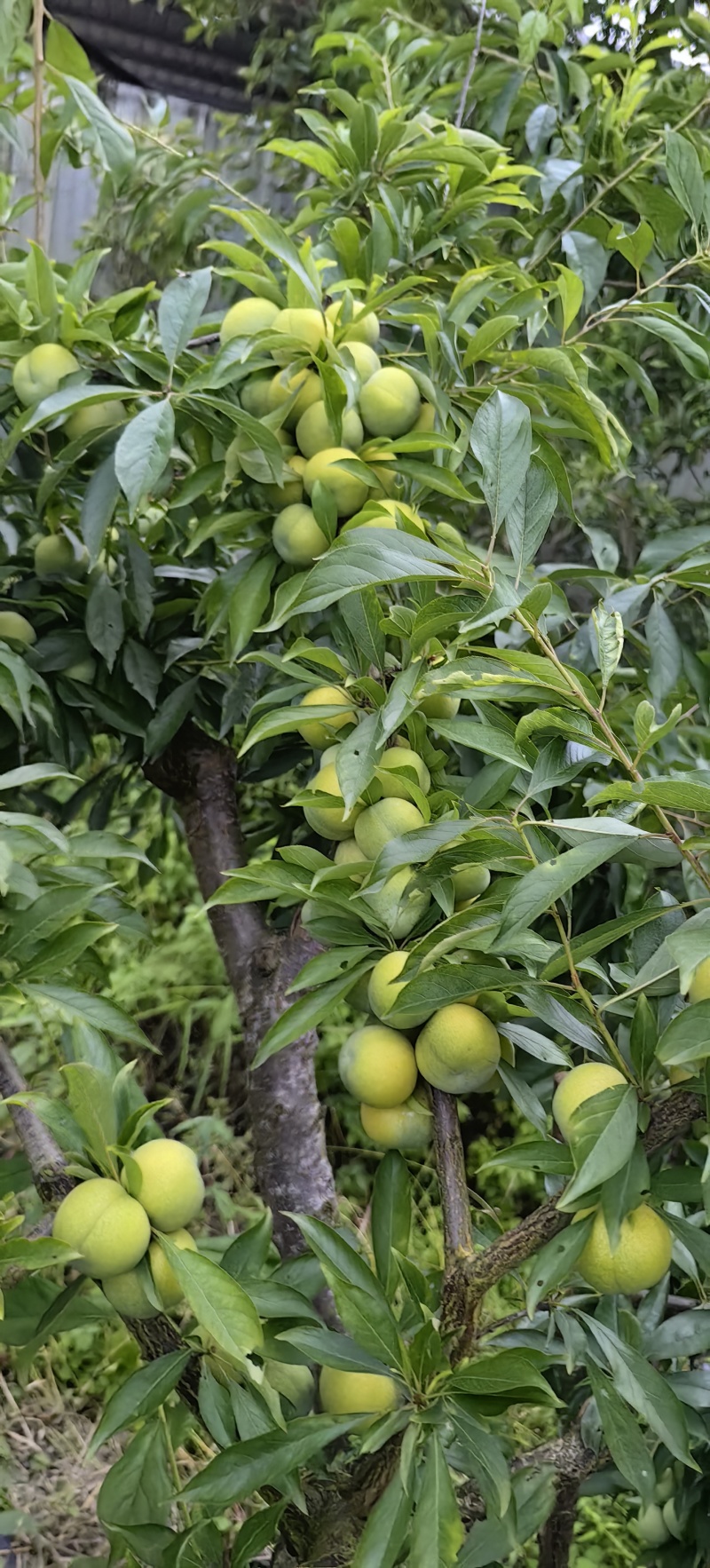 巫山青脆李李子苗7-8月份成熟青产量高果特大饱满口感脆甜