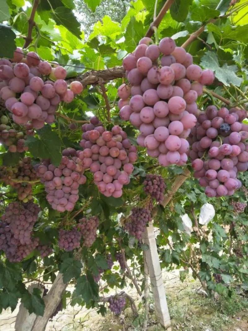 山东茉莉香葡萄夏黑葡萄京亚葡萄藤稔葡萄基地直供