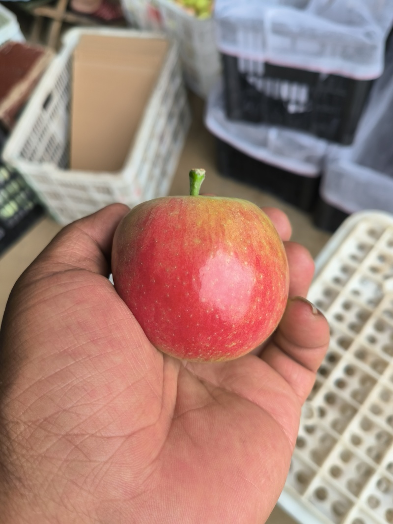 青红苹果