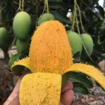 云南芒果鸡蛋芒（椰香芒）三年芒红贵妃芒