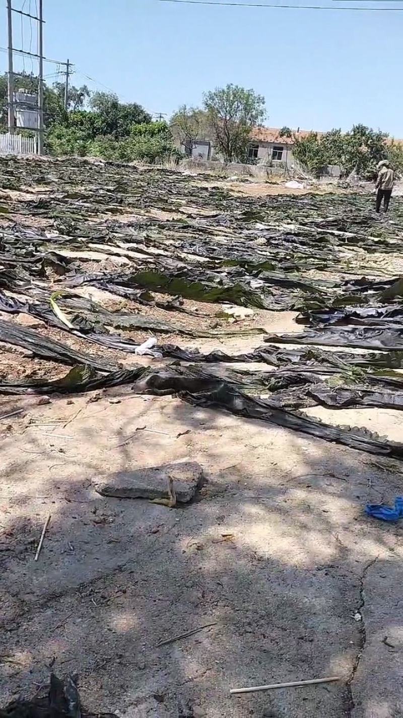 山东基地直供散装优质海带跑地摊货展会