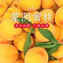 蒙阴黄毛桃净重4.5斤装