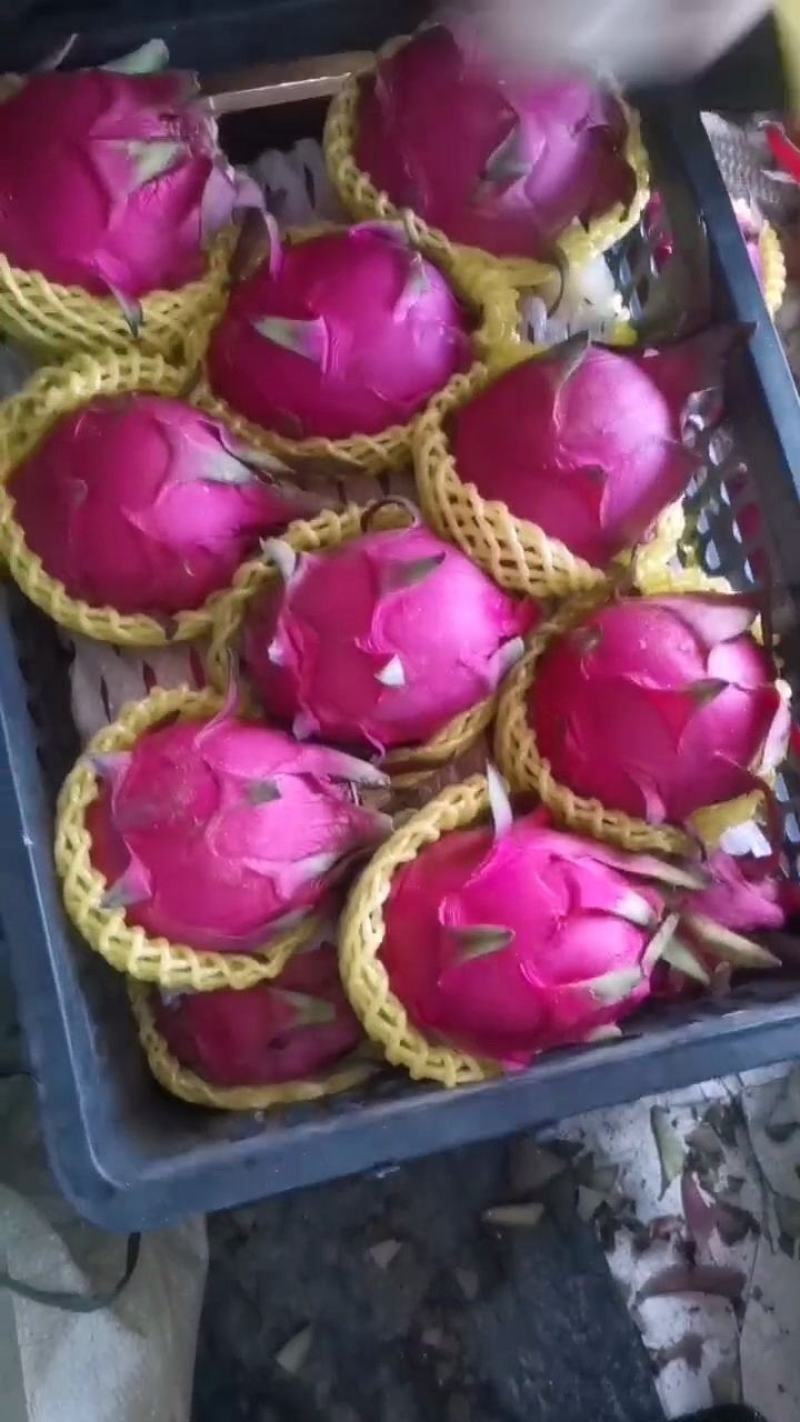 《金都1号火龙》广西基地直发/质量三包/供应电商，市场