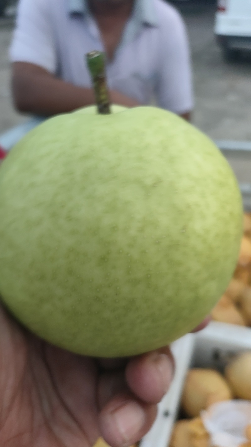 酥脆一号大量上市，酥脆甘甜保质保量代发全国