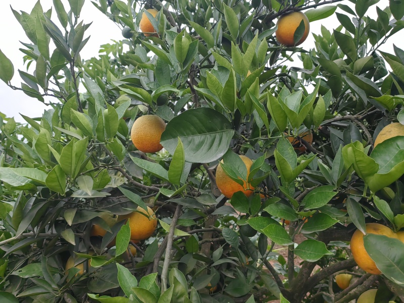夏橙，产地四川成都金堂县