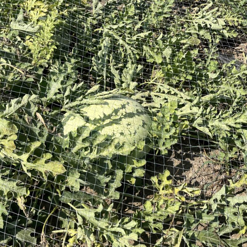 点籽西瓜🍉