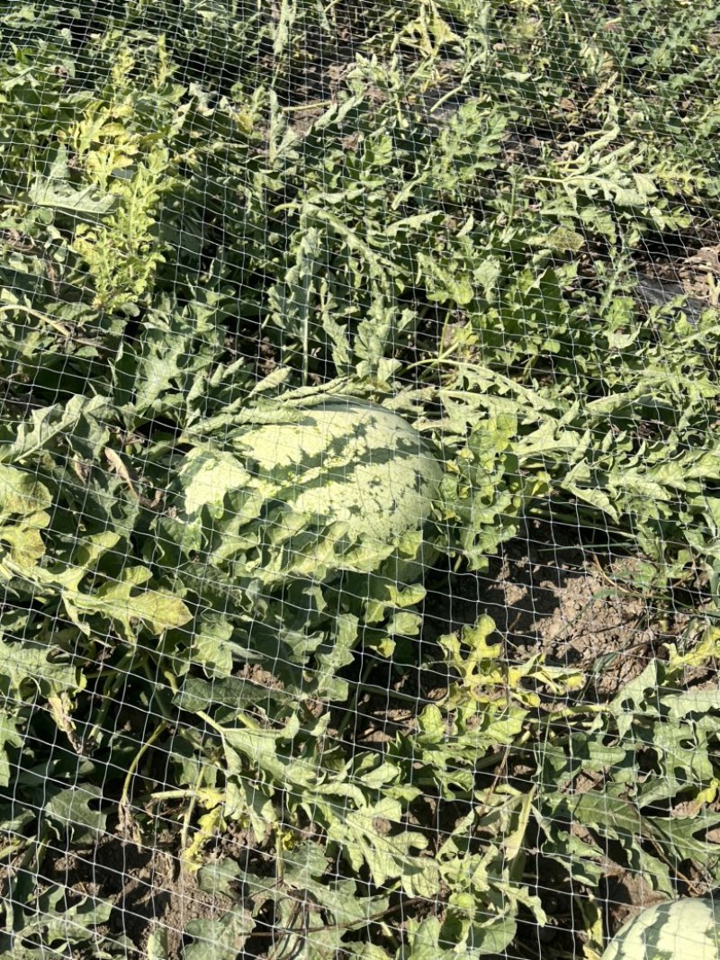 点籽西瓜🍉