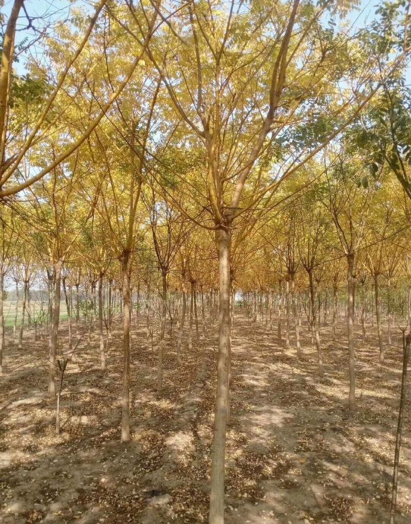 黄金槐黄金槐树各种规格基地高杆直径1-15厘米以上