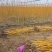 黄金槐黄金槐树各种规格基地高杆直径1-15厘米以上