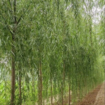 垂柳垂柳树品种规格齐全,量大从优基地直供