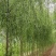 垂柳垂柳树品种规格齐全,量大从优基地直供