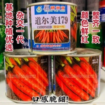 道尔美179三红胡萝卜种籽脆甜杂交一代鲜红胡萝卜种子秋季