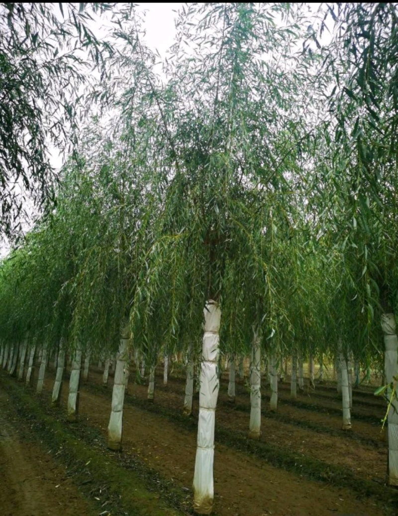 垂柳垂柳树品种规格齐全，量大从优基地直供