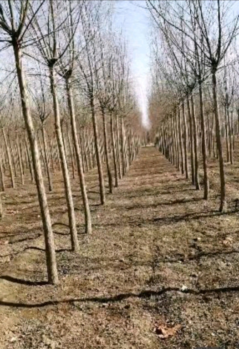 垂柳垂柳树品种规格齐全，量大从优基地直供