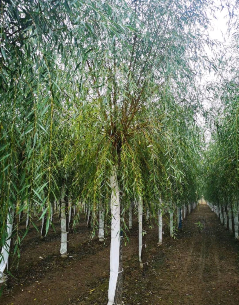 垂柳垂柳树品种规格齐全，量大从优基地直供