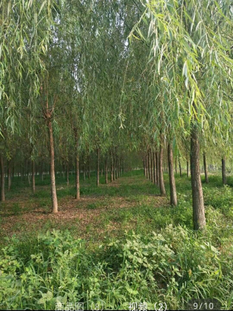 垂柳垂柳树品种规格齐全，量大从优基地直供