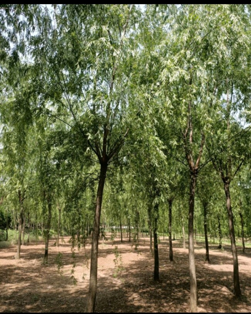 垂柳垂柳树品种规格齐全，量大从优基地直供