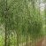 垂柳垂柳树品种规格齐全,量大从优基地直供