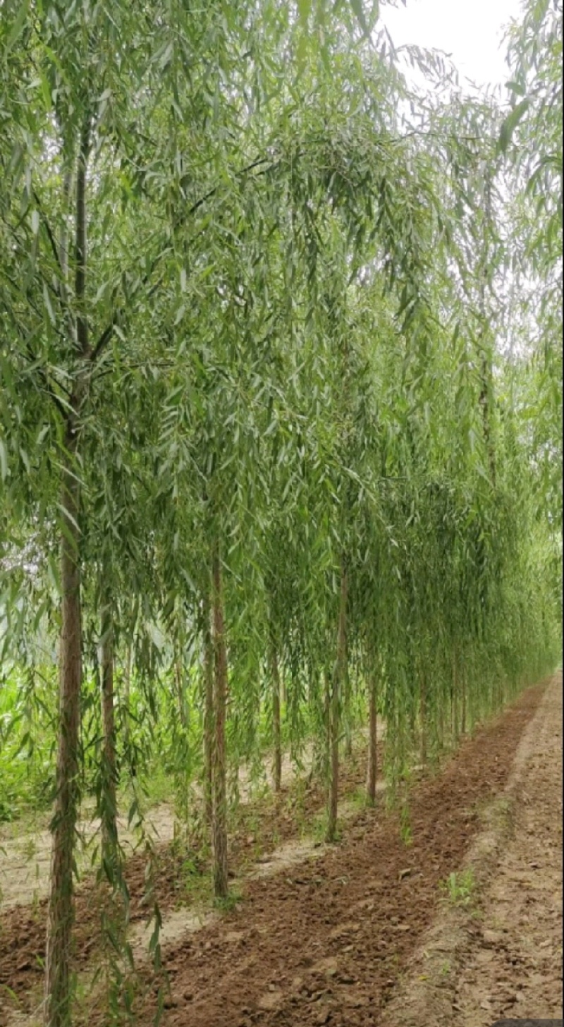 垂柳垂柳树品种规格齐全，量大从优基地直供